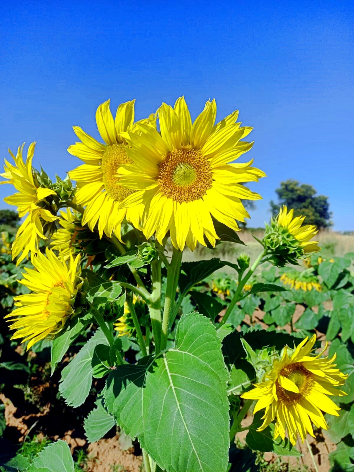 Sunflowers radiate their collective cheer