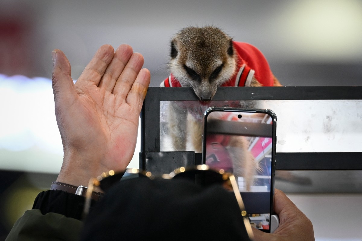 A visitor takes pictures of a meerkat at a pet fair in Beijing in March. PHOTO: AFP / Wang Zhao