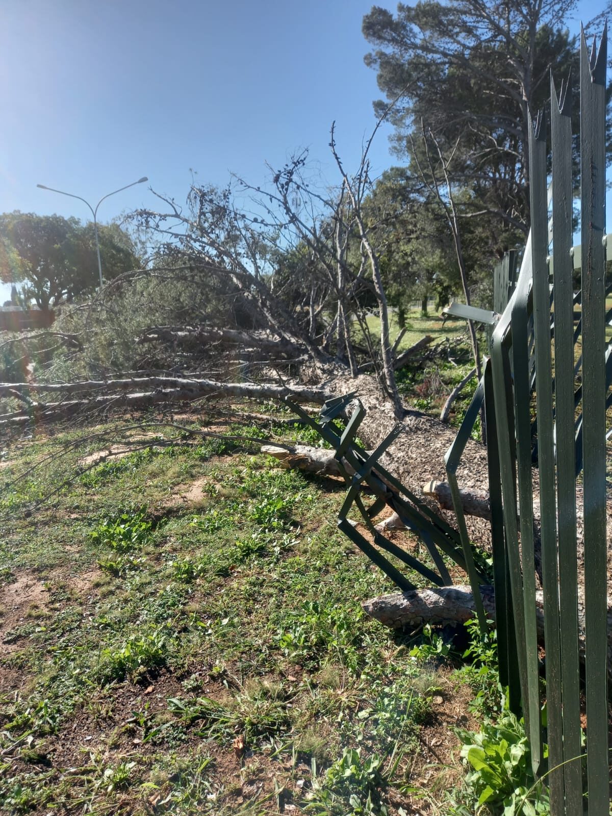 Ontwortelde bome was oral in Welkom ná die storm te sien.
