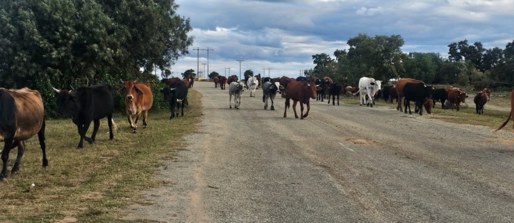 Stray cattle have become a danger to motorists, particularly at night.