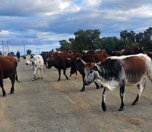 Stray animals pose danger on roads