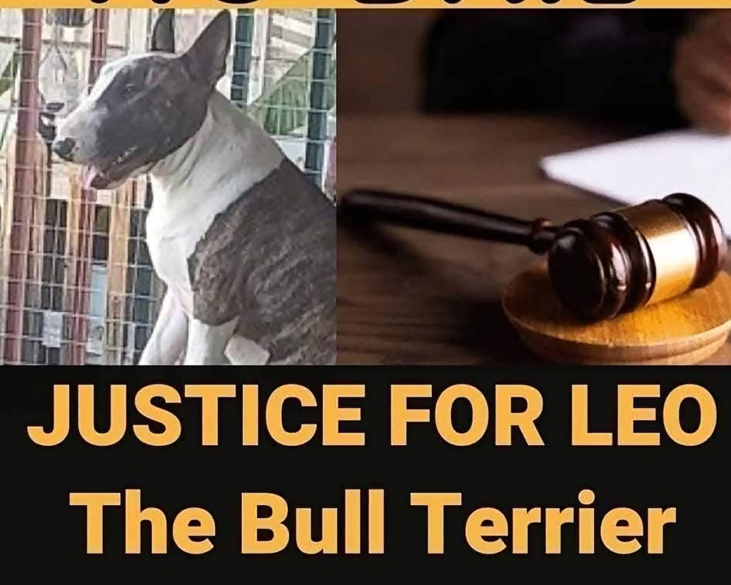 Justice for Leo