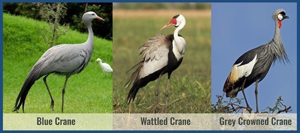 Three species of cranes in South Africa.