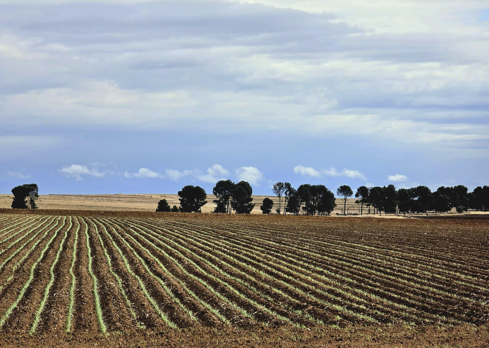 Farmers urged to protect livestock as snow hits Free State