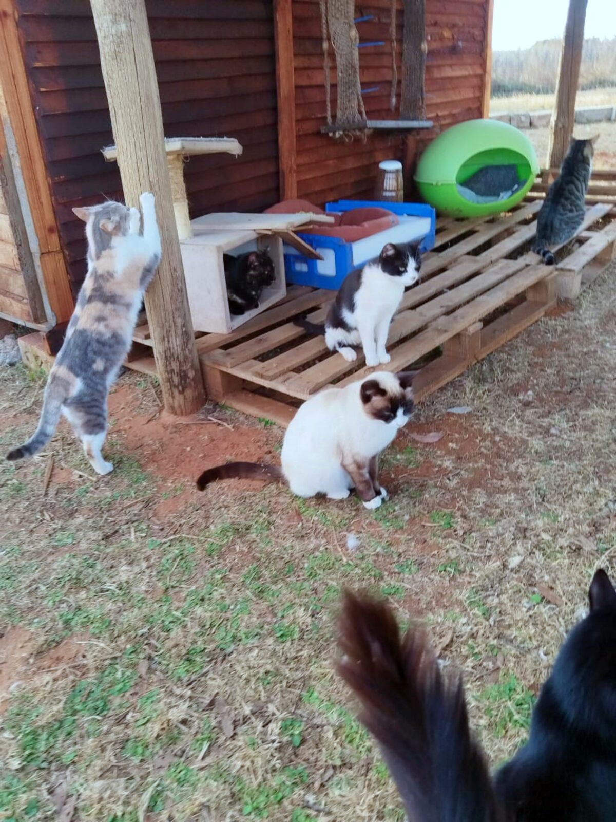 Some of the rescues at the 4FeralCat Rescue in Henennman.