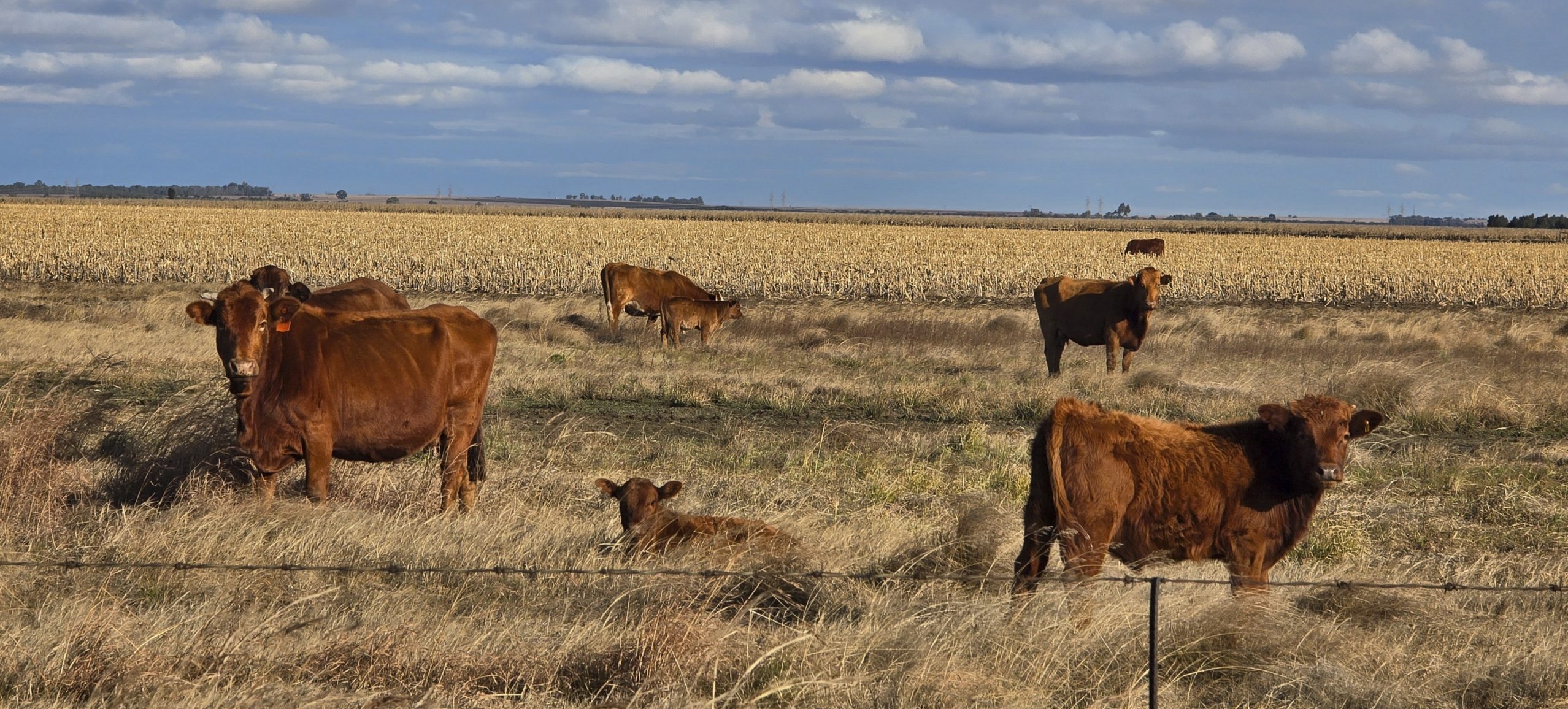 Foot-and-mouth disease cases in Free State rise to 739