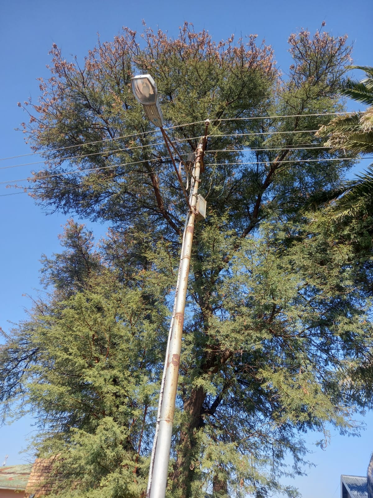 Growing tree maintenance backlog raises safety concerns in Odendaalsrus