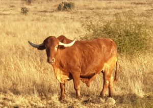 Free State still battling foot-and-mouth disease with 191 active cases