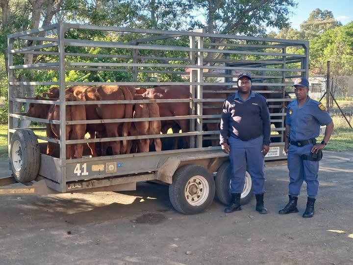 Ten Bonsmara calves swiftly recovered