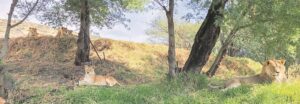 Big cats feel right at home