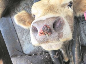 Bek-en-klouseer se verbod knou boere