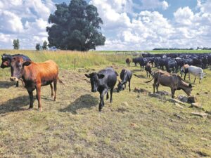 Streng beheer toegepas
