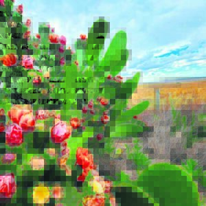 Gedy in Vrystaatse weertoestande