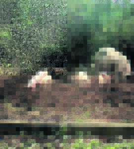 Vrylopende varke eindelik op hok