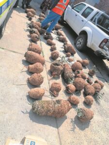 Three men sentenced for cycad theft