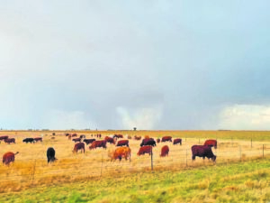 Beurtkrag ruk boere in VS se sak