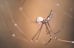 Spinnekop weef unieke prentjie