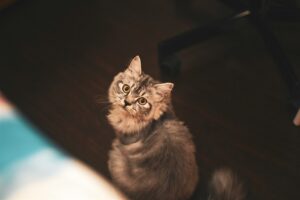 Be mindful of animals’ basic needs