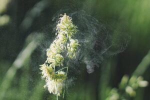 Rise in pollen count now affects more