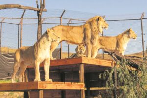 Vind hul plekkie in die Suid-Afrikaanse son