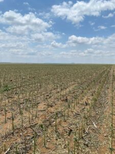 Verspreide donderbuie laat sommige boere met hewige skade