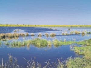 Jubel in geel oorvloed op die vlakte