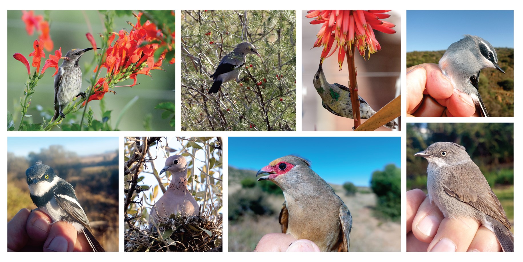 A variety of birds, to illustrate what can be expected at an upcoming bird-ringing demonstration.