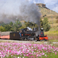 Comos & Honey Easter festival