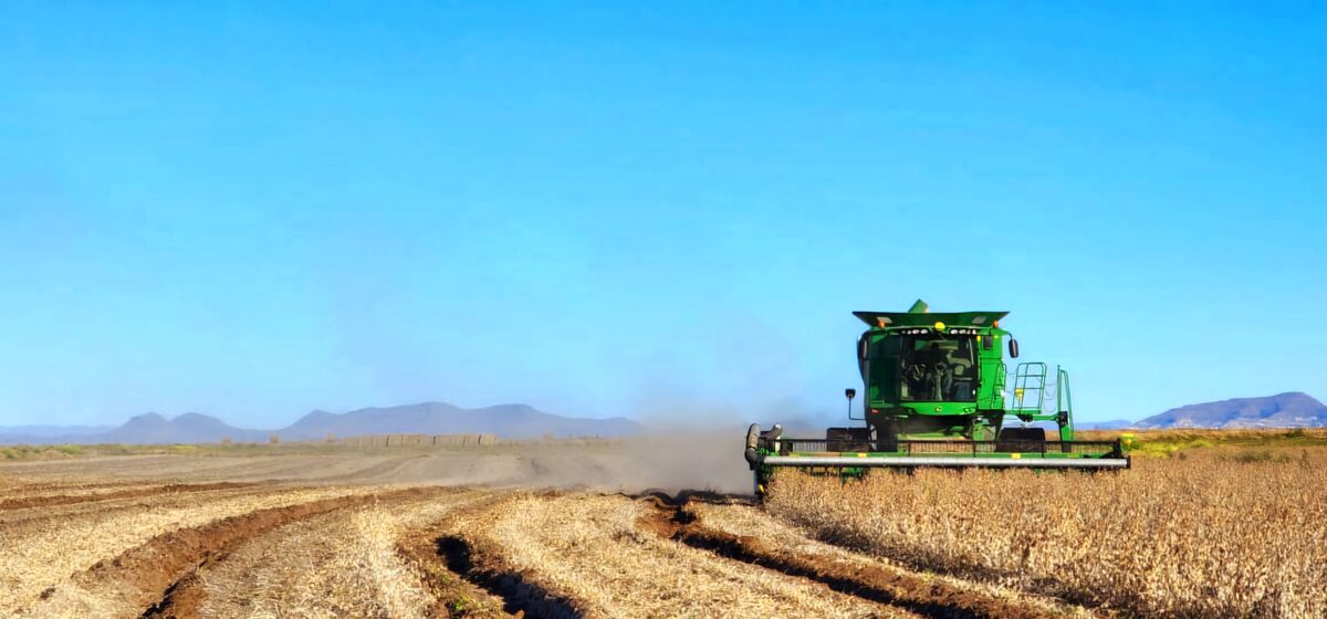 Die sojaboon-stropery is in volle gang.