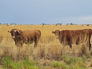 Bek-en-klouseer in Kroonstad-distrik aangemeld, Vrystaat Landbou hou wakende oog