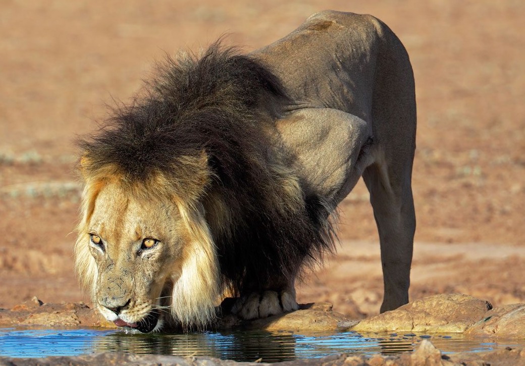 Botswana has once again claimed the coveted title of Africa’s premier safari destination, marking an unprecedented fourth victory in the annual rankings that celebrate the continent’s finest wildlife tourism experiences.