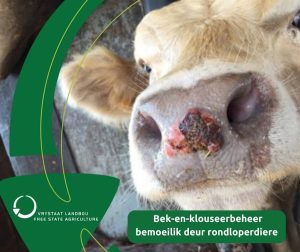 Bek-en-klouseer tref Vrystaat se veeboere swaar