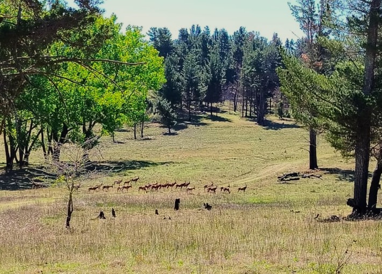 Wildlife suffering and the ecological balance in jeopardy at the Wolhuterskop Nature Reserve in Bethlehem has raised a huge concern by residents and needs urgent intervention from the Dihlabeng Municipality. Photo: Supplied