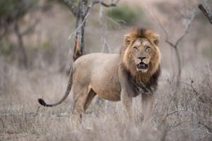 Dihlabeng Municipality warns lion spotted near Astral Farm, wildlife authorities investigate