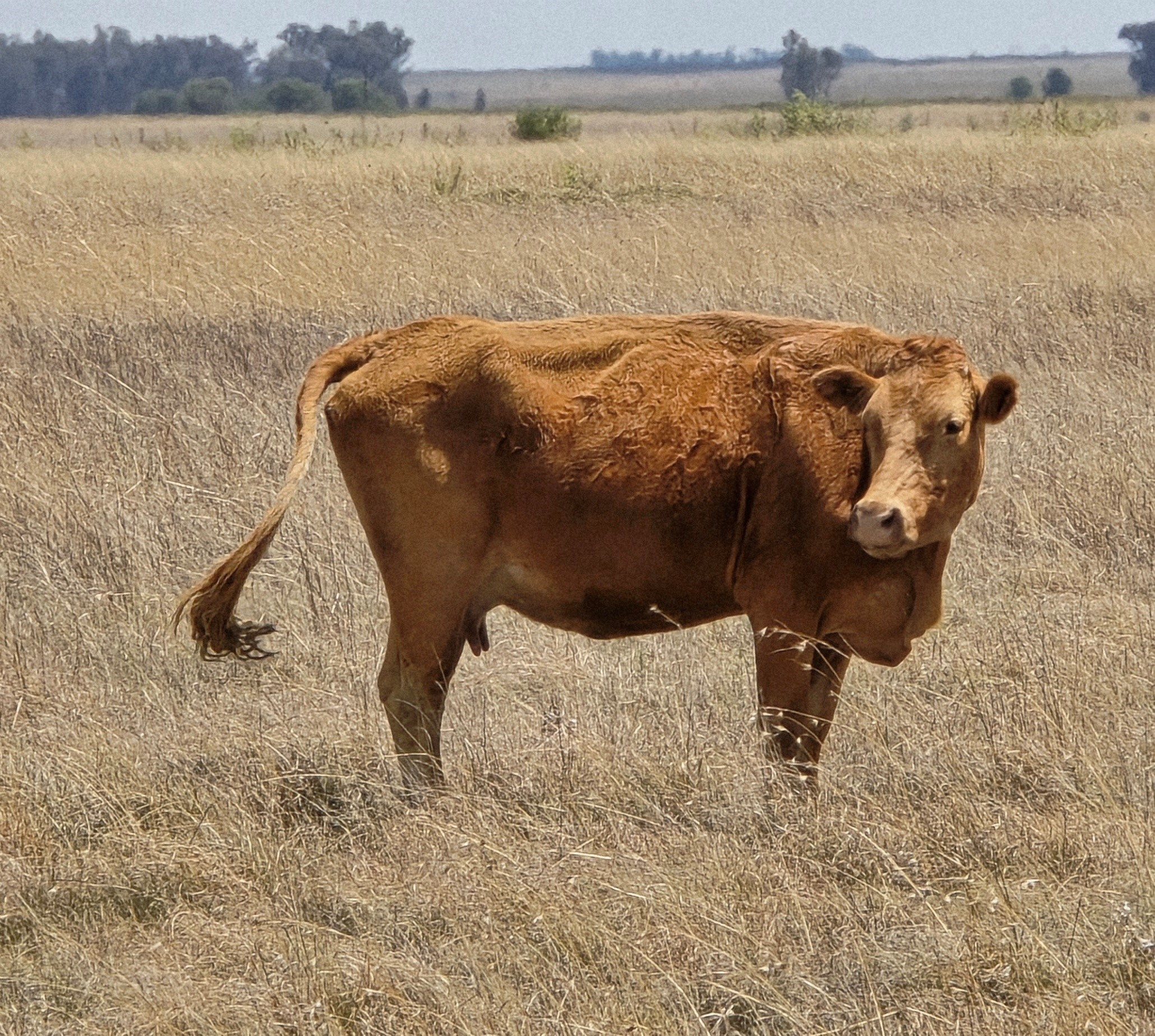 Vrystaat Landbou (VL) het ’n dringende beroep op die regering oor die BKS-krisis om die nodig entstof onmiddellik in boere se hande te plaas om ‘n ramp te voorkom. FOTO: Madli Grobbelaar