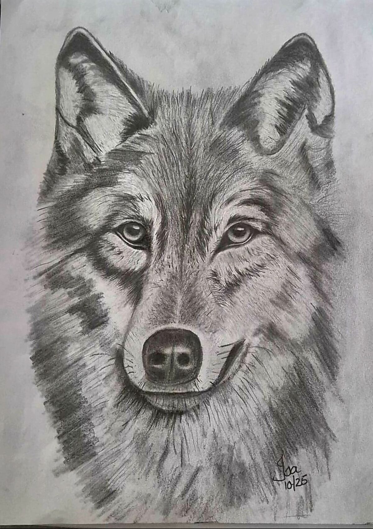 Dié wolf was Isabel se eerste skets wat sy verlede jaar aangepak het.