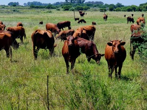 Bek-en-klouseer in Lesotho: Takel skutgeriewe en oorgrensmisdaad, pleit VL