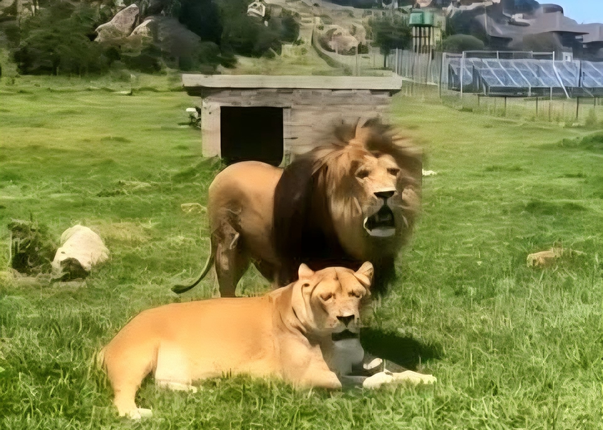 Simba, die geliefde leeu van Cheetau Lodge buite Bethlehem, is Vrydag 6 Februarie aan ’n beroerte oorlede. Hier is Simba saam met Nala. FOTO: Verskaf