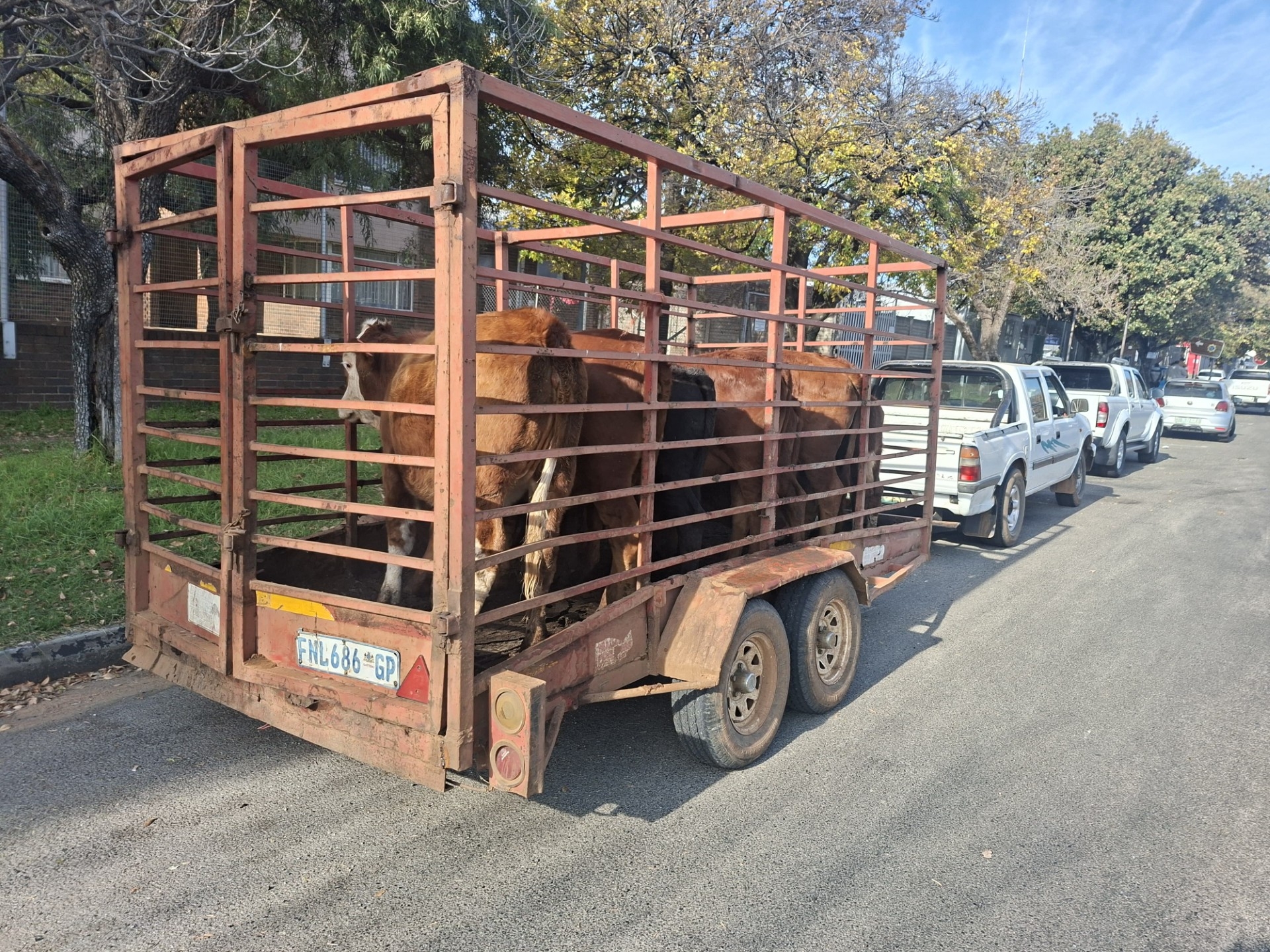 Police officers inspect the cattle worth an estimated R100 000 that were recovered near Parys during a joint operation targeting stock theft. Three suspects were arrested after authorities intercepted a white Isuzu bakkie and trailer allegedly linked to the transportation of suspected stolen livestock.