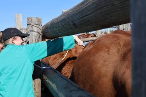 Dihlabeng municipality continues foot-and-mouth vaccination campaign