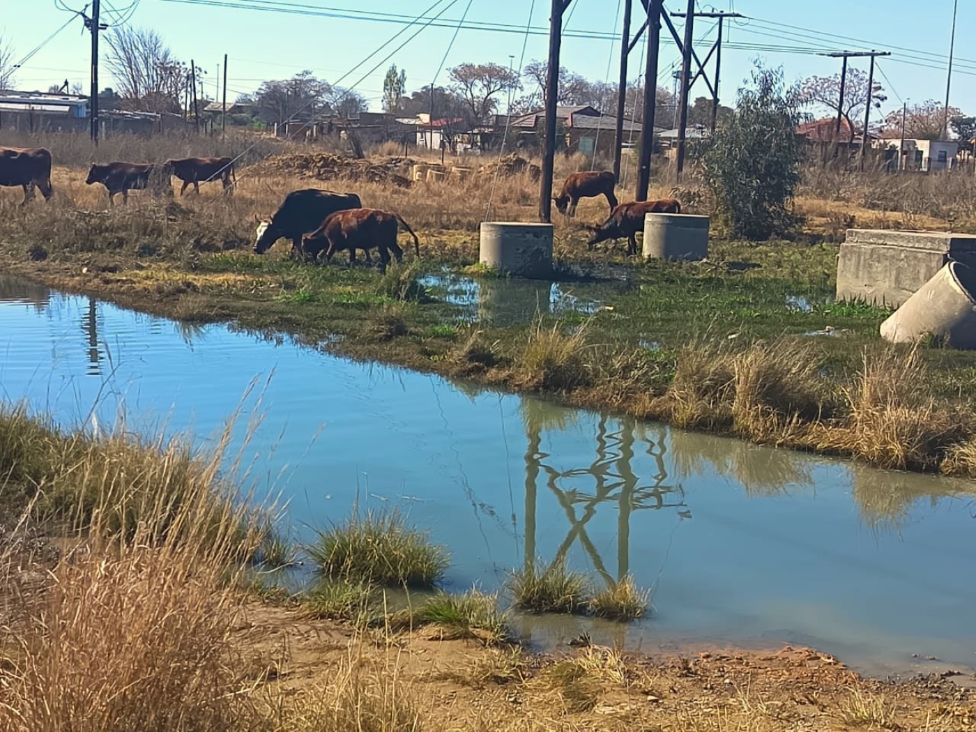 Vee wei in 'n gebied wat deur rou riool besoedel is – 'n toneel wat die omvang van die rioolkrisis tussen Rammulotsi en Viljoenskroon uitbeeld.Foto:Verskaf