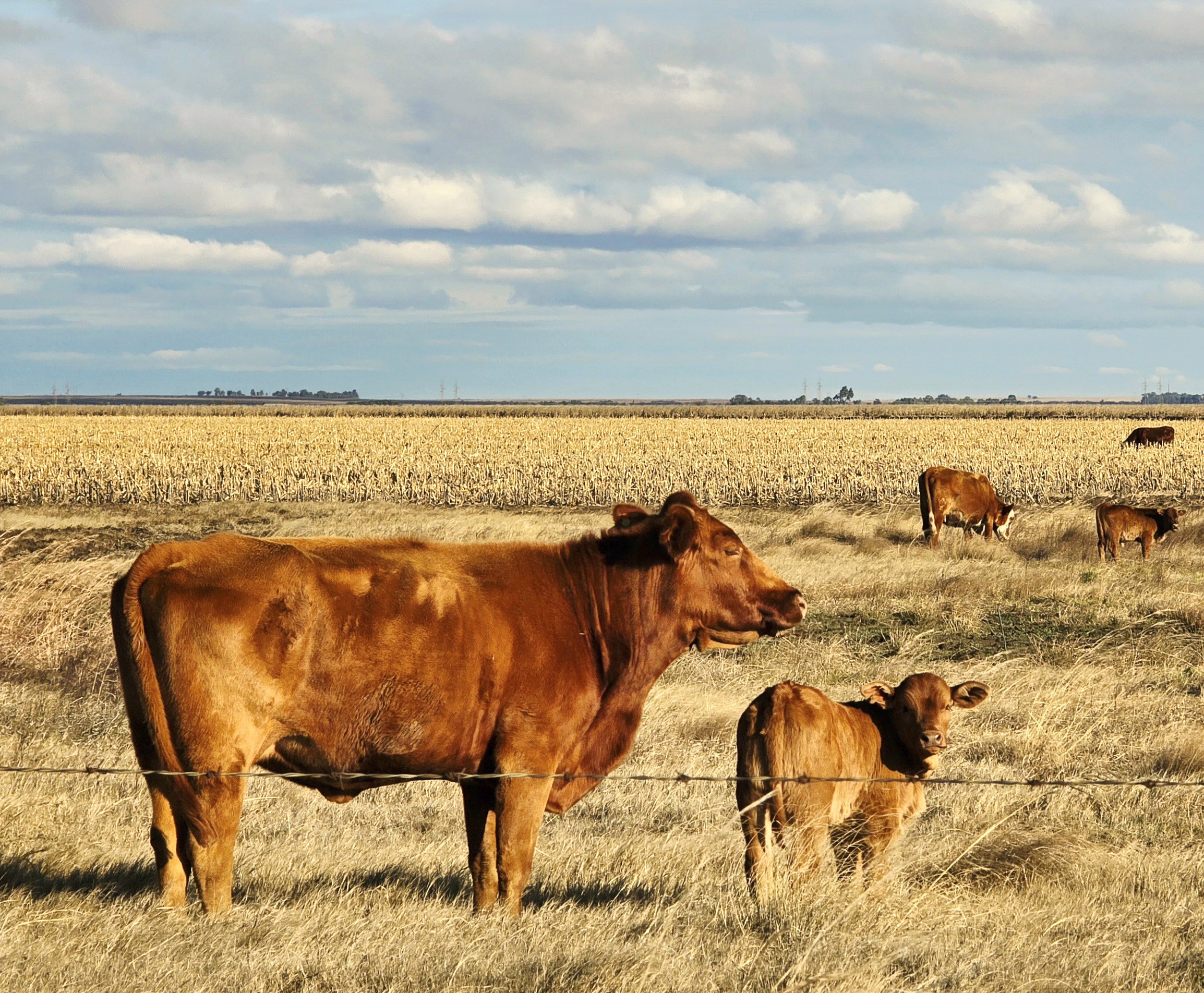 Die bevestigde gevalle van bek-en-klouseer in die Vrystaat het tot 770 gestyg, met 219 gevalle steeds aktief en onder kwarantyn, terwyl Kroonstad met 125 gevalle die hoogste syfer in die provinsie het. Foto:Verskaf