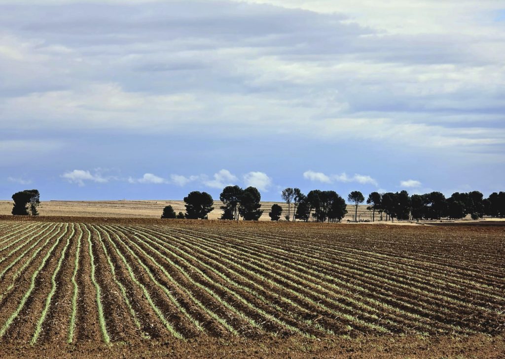 The Department of Agriculture has warned Free State farmers to remain vigilant as freezing temperatures and snowfall continue to sweep across parts of the province. PHOTO: Hendrik Knobel