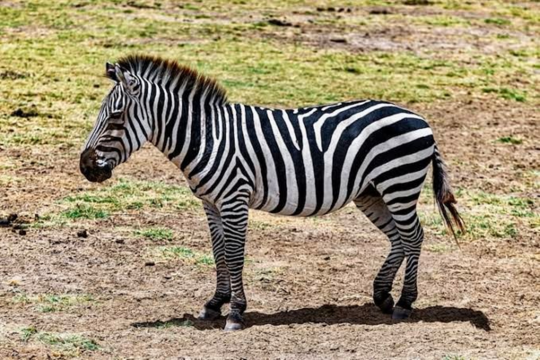 Confusion surrounds the whereabouts of a zebra reportedly seen near communities outside Golden Gate Highlands National Park, after conflicting reports emerged that the animal had been chased and possibly killed. PHOTO: Magnific