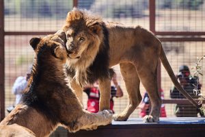 International rescue mission saves 15 big cats in Argentina
