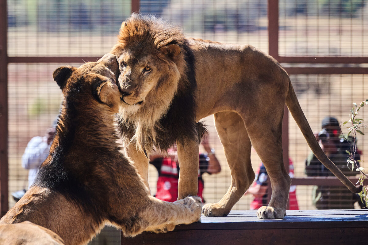 Altogether 15 lions and tigers rescued from the former Zoo Luján in Argentina.