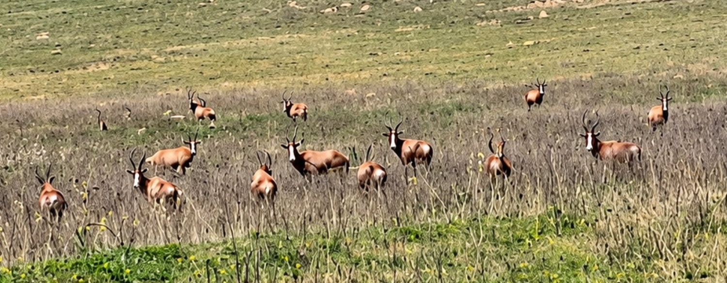 Bethlehem nature reserve carrying three times recommended game capacity