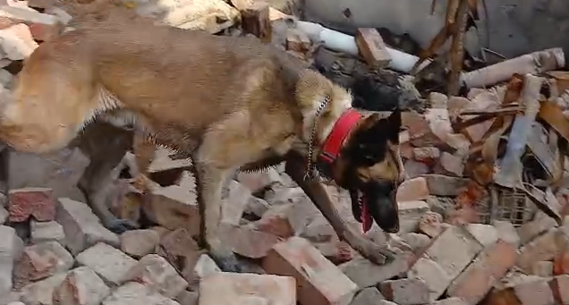 Police dog uncovers human remains in rubble of burnt building in Bloemfontein