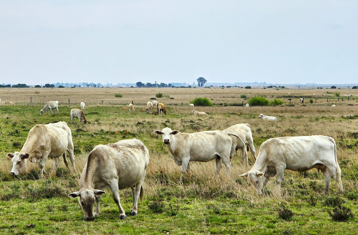 Beeste in die veld.