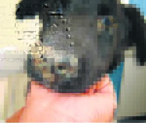 Watch out for signs of Distemper virus in dogs